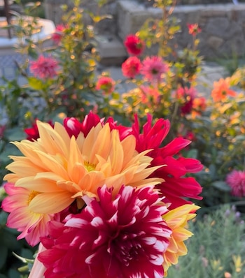 El jardín es el centro