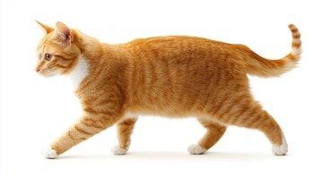 Estudios científicos desmienten que el