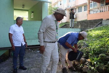 El mosquito Aedes aegypti se reproduce en agua estancada en entornos urbanos. Cortesía Minsa