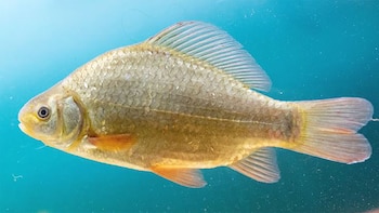 La adaptación evolutiva de la