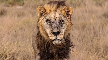 Foto de archivo del león