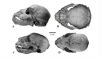 Cráneos de cachorros de félido