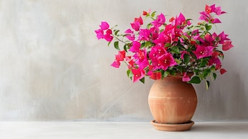 plantas de higuera, olivo, bugambilia, plantas aromáticas y palma del sagú, paisaje mediterráneo, vegetación diversa, entorno natural - (Imagen Ilustrativa Infobae)