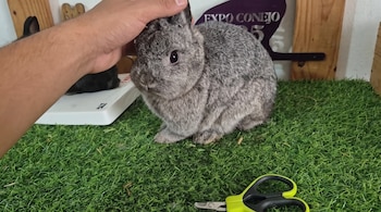 Un conejo gris sobre césped artificial mientras una mano toca su cabeza, con unas tijeras cortauñas en primer plano.