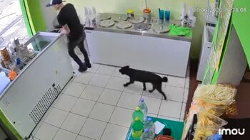 El perro y el ladrón