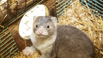 Preocupación mundial por los visones,