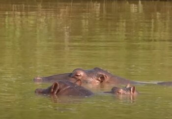 La población de hipopótamos en