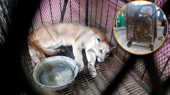 Profepa logra el traslado de