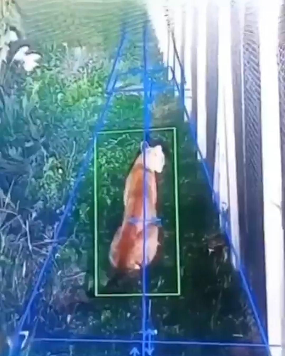 La Dirección de Fauna de Buenos Aires recomienda extremar precauciones y evitar intentar atrapar al puma concolor