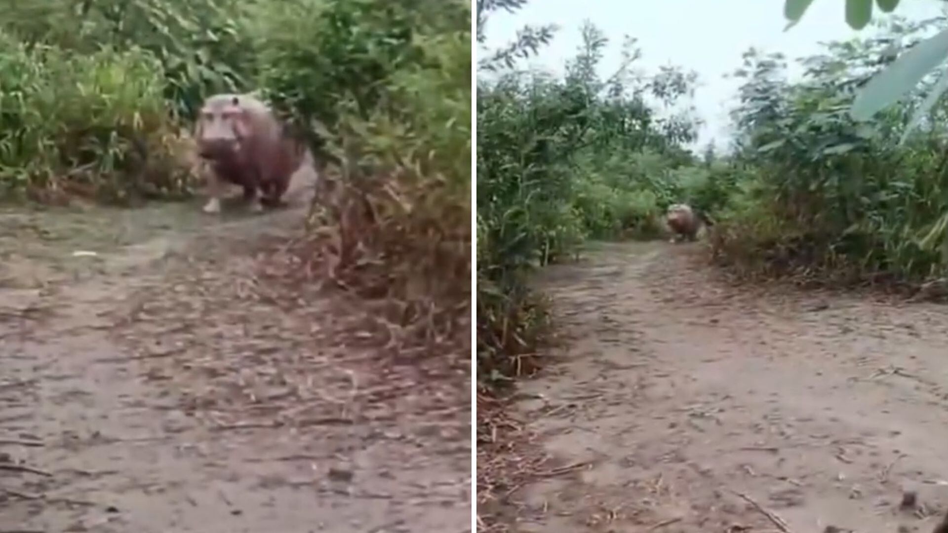 Así fue el encuentro cara a cara de un campesiono con un hipopótamo en zona rural de Puerto Boyacá: “Mejor me retiro”