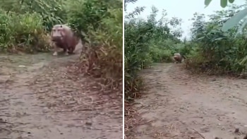 Un hipopótamo sorprendió a un campesino y abrió debate sobre su manejo en Colombia - crédito @ColombiaOscura/X
