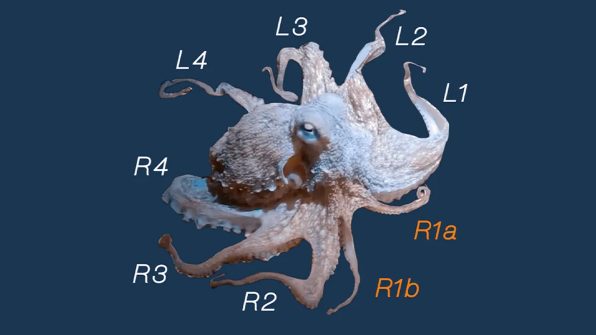 Cada tentáculo del pulpo fue clasificado por el equipo de científicos. (Animals)