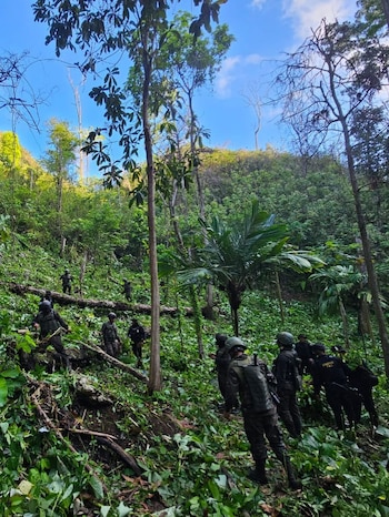 Ejército y agentes antinarcóticos erradican más de 46 mil matas de coca en Guatemala