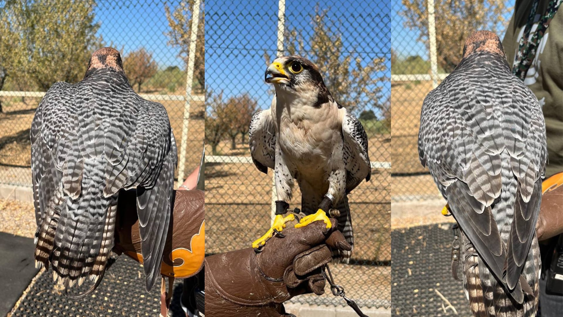 Fotografías de torzuelo de gerifalte gris por lanario del 2022 en el grupo de Telegram. (Montaje Infobae)