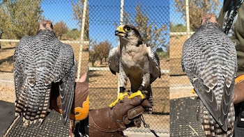 Fotografías de torzuelo de gerifalte gris por lanario del 2022 en el grupo de Telegram. (Montaje Infobae)