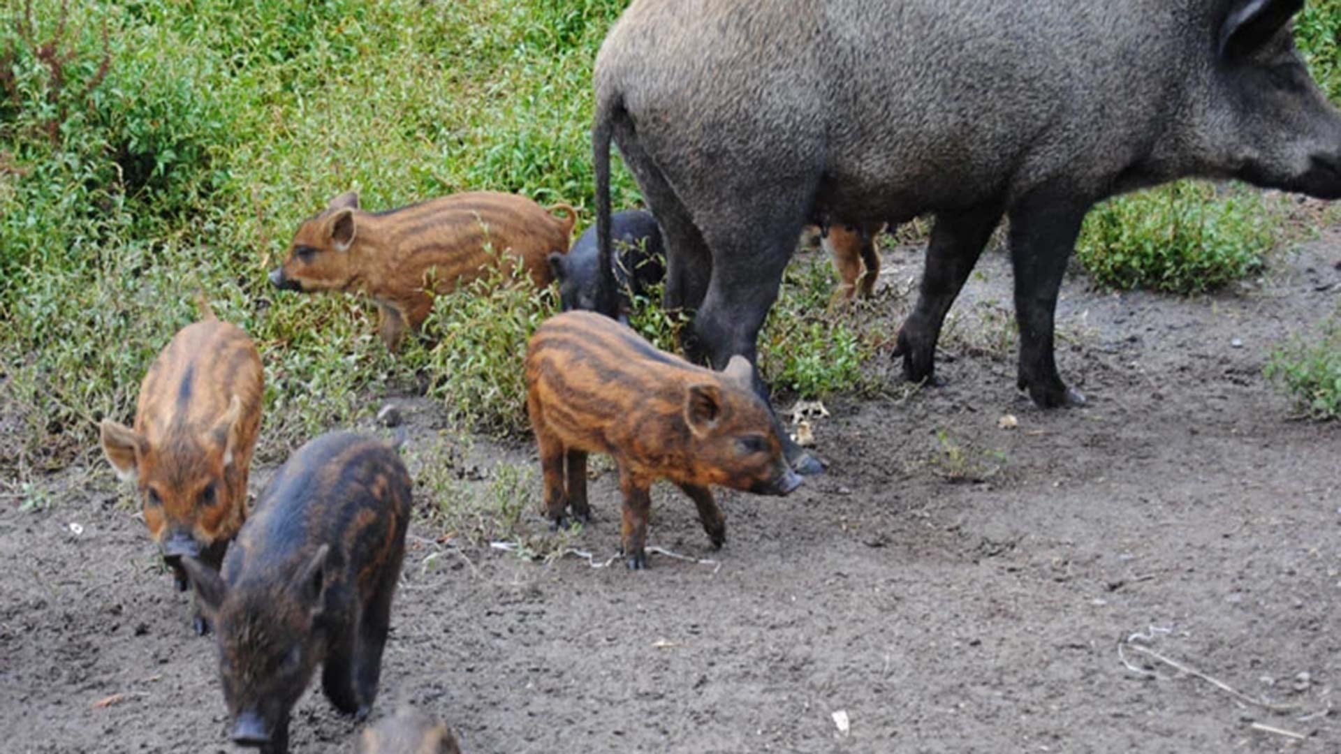 El intento de acercarse a crías de jabalí puede desencadenar una reacción defensiva inmediata de la madre, aumentando la peligrosidad del encuentro