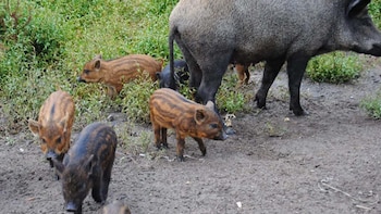 Chile mantiene permiso para cazar jabalíes todo el año en La Araucanía