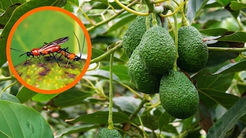 Científicos peruanos identifican plaga inédita que afecta cultivos de palta en Amazonas: antes solo se registraba en Ecuador y Colombia