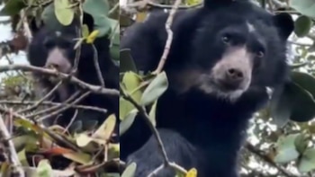 Oso de anteojos fue visto