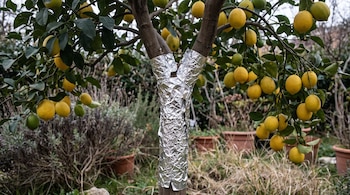 Un tronco de árbol joven envuelto en papel aluminio y ramas con hojas verdes y limones amarillos. Al fondo, plantas, arbustos y macetas de terracota.