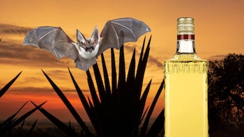 Tequila y murciélagos: el secreto