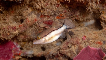 Analizan la tropicalización del Mediterráneo