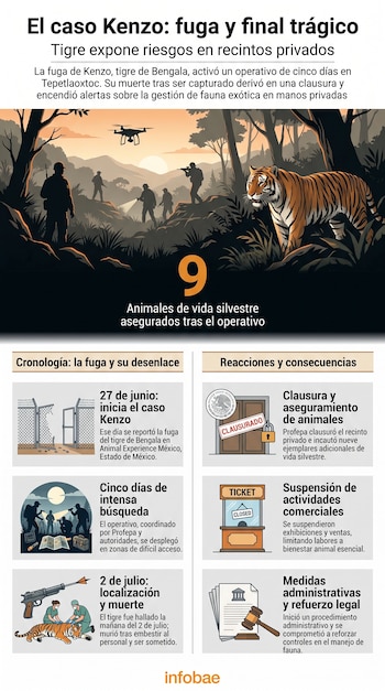 Infografía con ilustración de tigre de Bengala, personas en búsqueda y un dron. Contiene cronología del caso Kenzo y consecuencias con ilustraciones.