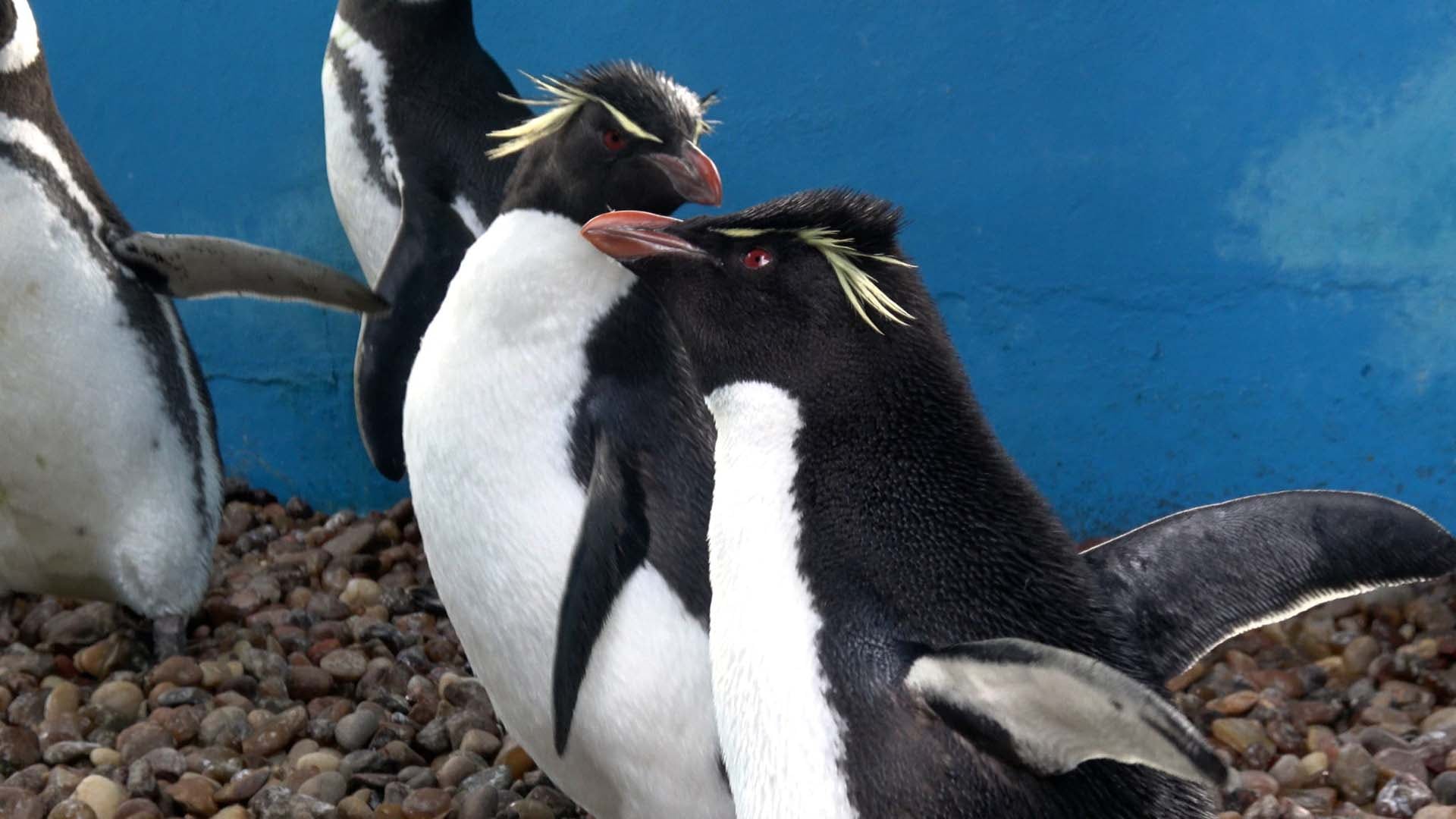 El petróleo en el plumaje puede intoxicar al pingüino y altera la impermeabilidad que le permite repeler el agua y conservar el calor corporal (Fundación Mundo Marino)