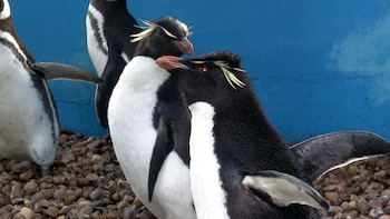 rescate pingüinos Fundación Mundo Marino