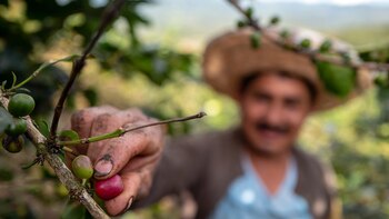 Proyectos cafeteros de excombatientes de