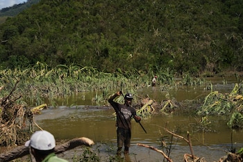 Un hombre trabaja en una plantación de plátano tras el paso del huracán Melissa por la costa sur de Santiago de Cuba, el jueves 30 de octubre de 2025. (AP Foto/Ramón Espinosa)
