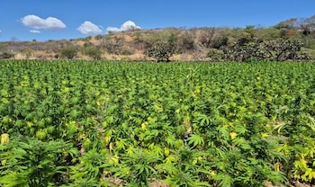 Localización de plantíos de marihuana en Nayarit