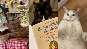 Todos los habitantes de esta