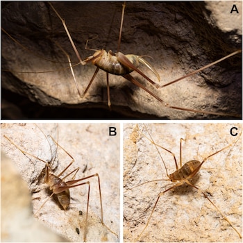 Ejemplares de la recién descubierta Dolichopoda balrogi sp. nov . en el túnel artificial de Kastellorizo el 17 de octubre de 2025. A. Ejemplar hembra. B. Ejemplar macho. C. Ejemplar juvenil. (K. Kalaentzis)