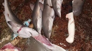 Las imágenes de la matanza