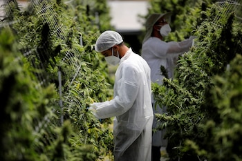 Pharmocann, trabajadores de una compañía