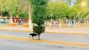 Perro se esconde detrás de