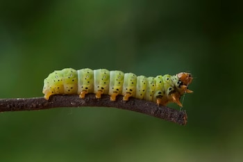 Oruga de color verde con manchas negras sobre una rama marrón con fondo verde desenfocado