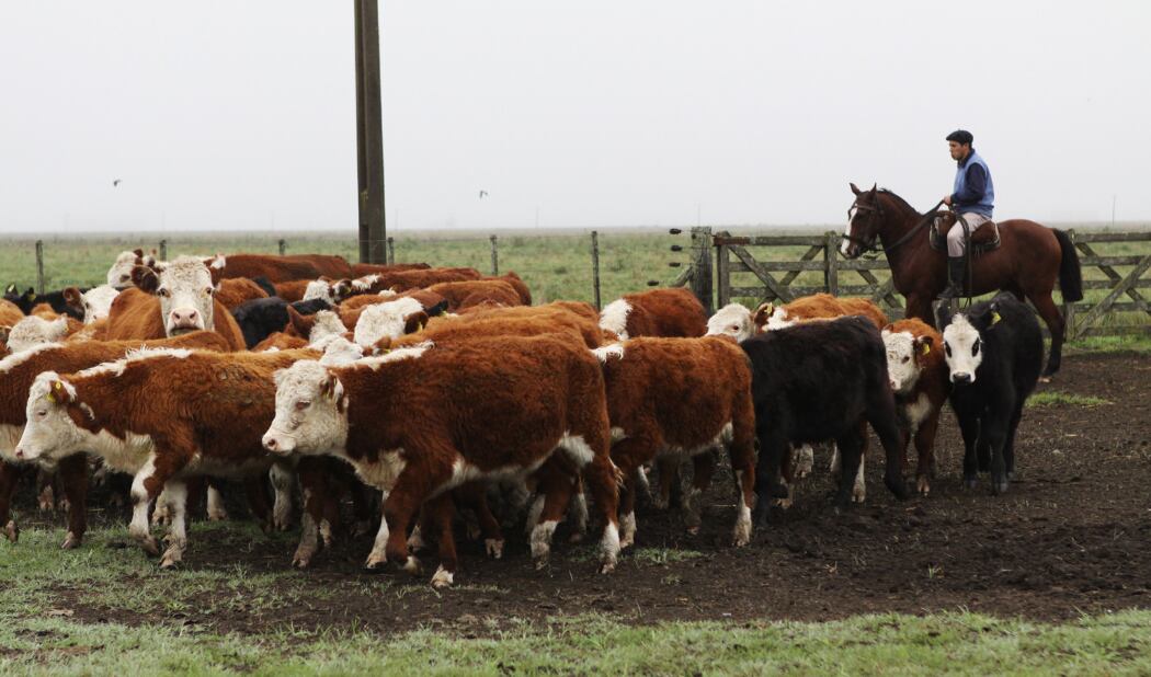 Preocupa el sacrificio de hembras jóvenes, considerando que son la base de cualquier intento de recuperación del stock (Revista Chacra)