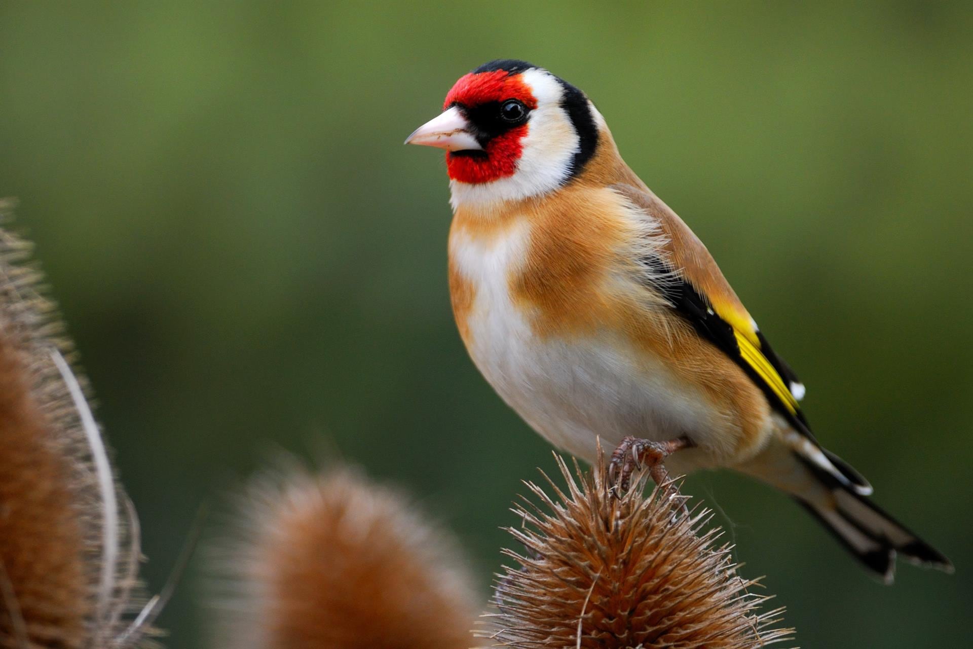 El método estadístico bifrost analizó el esqueleto completo de cada especie para identificar la secuencia de cambios evolutivos entre aves./Archivo Infobae