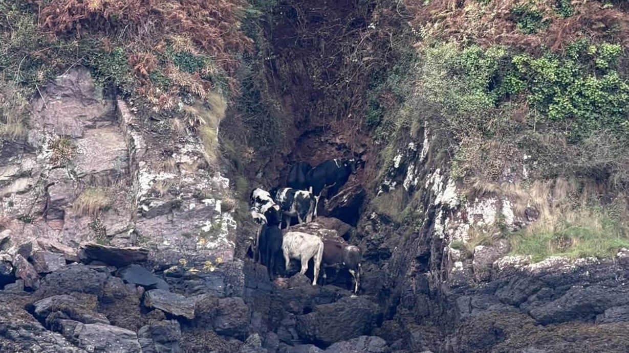 “Había que rescatarlas antes de la marea”: así salvaron a ocho vacas que cayeron de un acantilado en Gales y quedaron atrapadas entre rocas