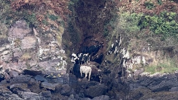 “Había que rescatarlas antes de la marea”: así salvaron a ocho vacas que cayeron de un acantilado en Gales y quedaron atrapadas entre rocas