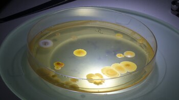 En palabras de Croci, director