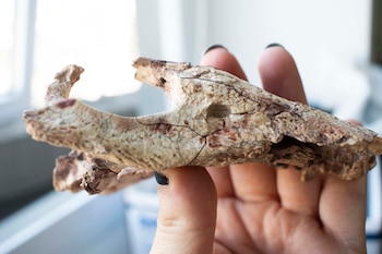 Descubren en río negro un nuevo cocodrilo carnívoro terrestre que convivió con los dinosaurios