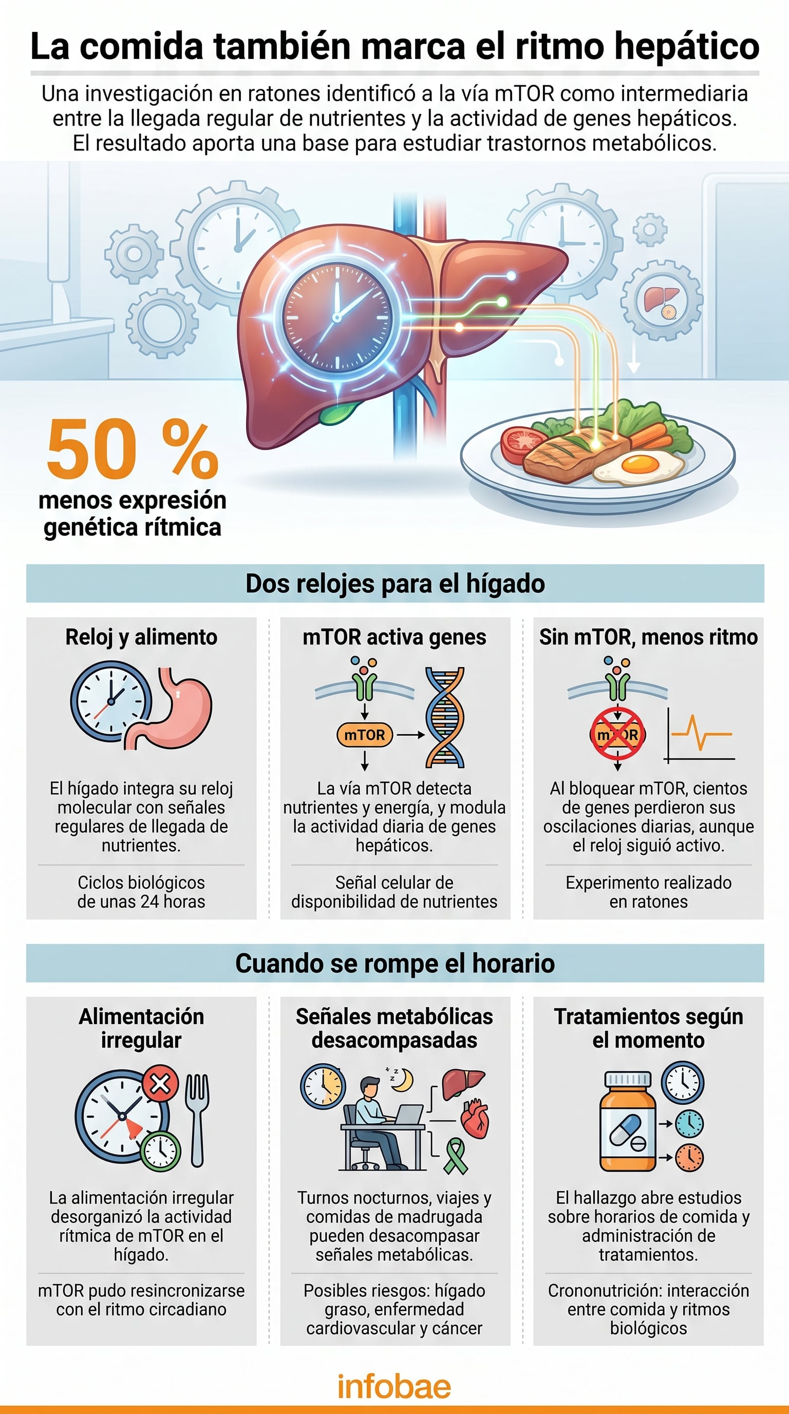 La regularidad de la ingesta sincroniza procesos hepáticos junto al ritmo circadiano y ayuda a explicar alteraciones metabólicas (Imagen Ilustrativa Infobae)