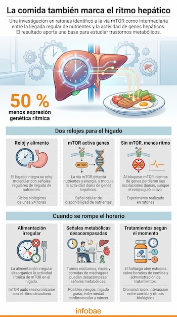 Infografía con diagramas e ilustraciones de un hígado, un reloj, un plato de comida y esquemas sobre la vía molecular mTOR y ritmos biológicos.