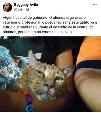 Un segundo gatito sobrevivió al