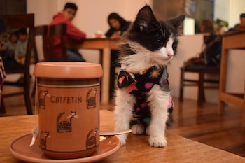 El impacto alcanza al turismo y la movilidad, mientras más cafeterías incorporan espacios pet friendly.