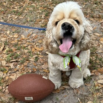 Leo. (Foto / American Humane