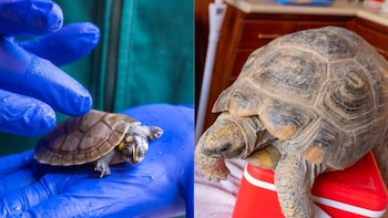 Imagen dividida: a la izquierda, una pequeña tortuga taricaya sobre una mano enguantada; a la derecha, una tortuga motelo adulta sobre un objeto rojo